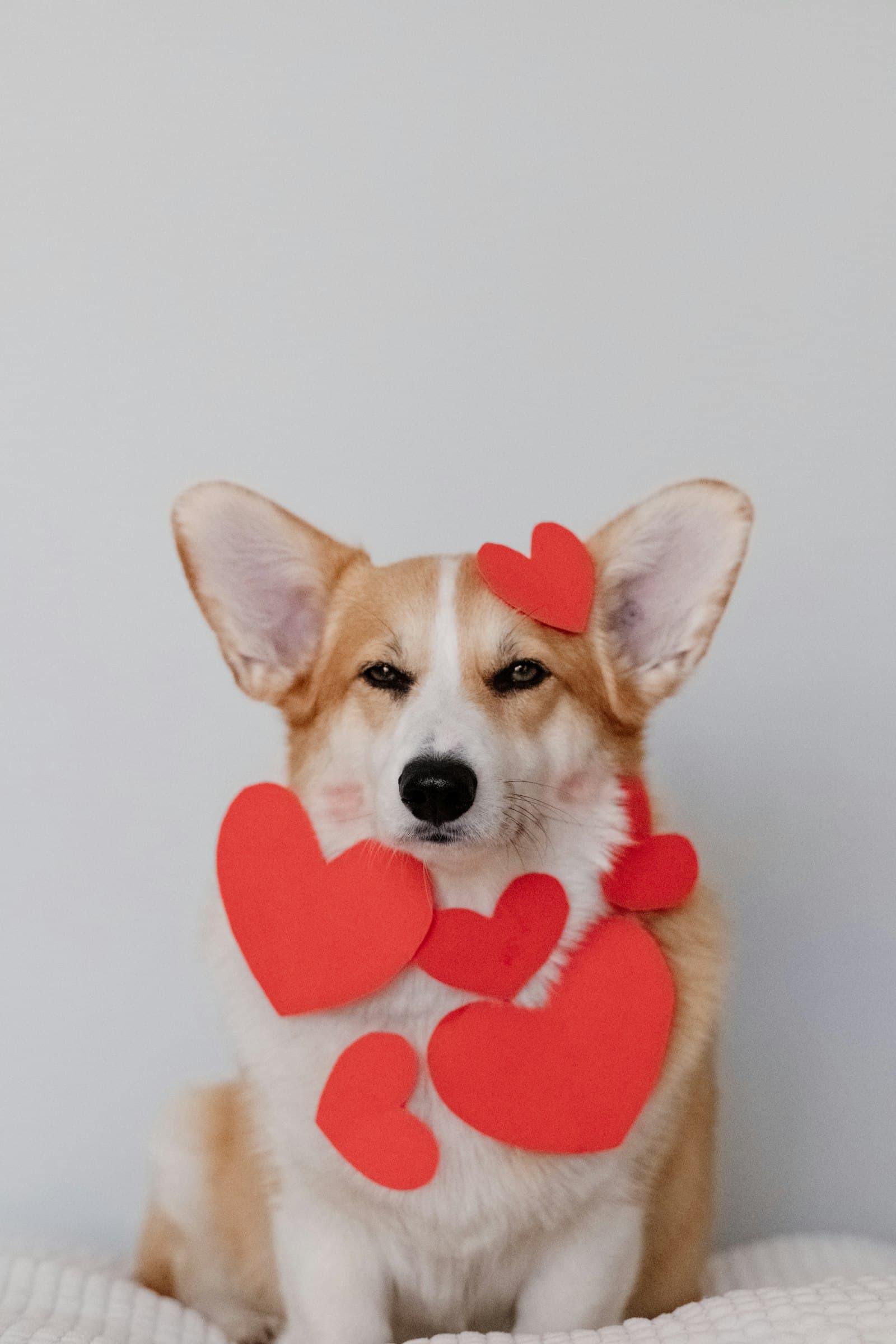 Dog vaccination