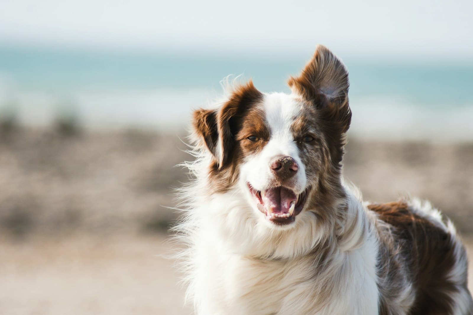 Happy, healthy dog
