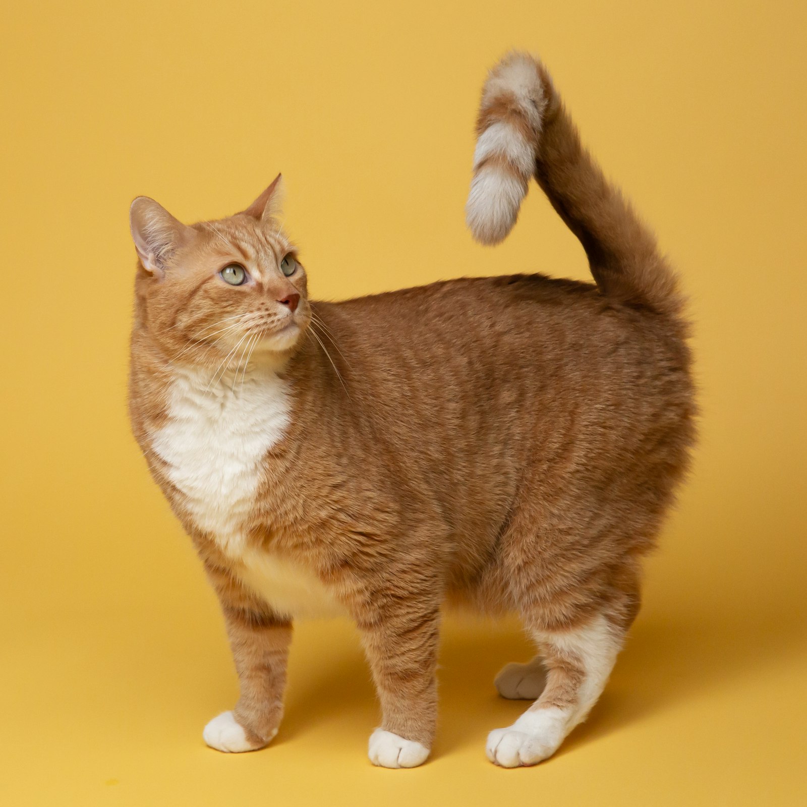 Intestinal probiotic for cats 30 g